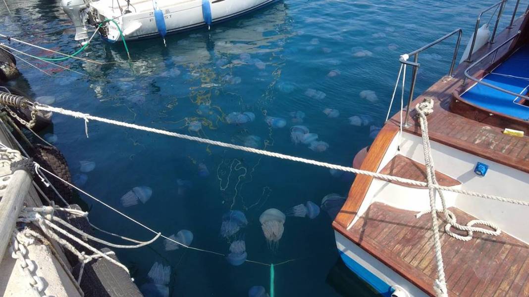 Yüzlercesi sahile vurdu, dokunan anında zehirleniyor! Mavi renklilere sakın yaklaşmayın, ölüm tehlikesi var 7